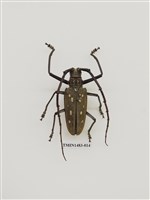 藏品(大衛大天牛)的圖片